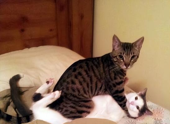母猫不认小猫，怎么办（如何应对母猫不认小猫的情况）