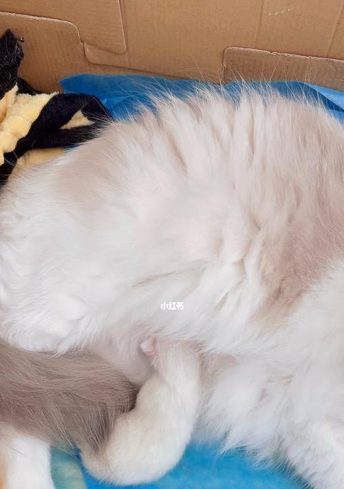 母猫失去小猫的痛苦生活（以宠物为主的温情故事）