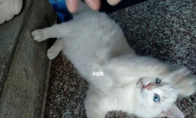 母猫与小猫之间的特殊情感（探究宠物世界中母猫对小猫的情感表达）
