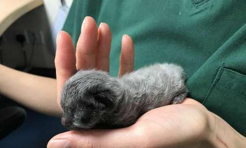 母猫未咬断小猫脐带的原因分析（揭秘宠物母猫为何会忘记咬断小猫脐带）