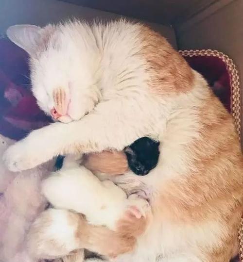 母猫生产中小猫死亡的原因及应对方法（宠物猫生产的常见问题与解决方案）