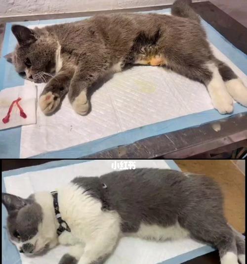 母猫产后不吃东西怎么办（宠物猫产后饮食困难解决方案）
