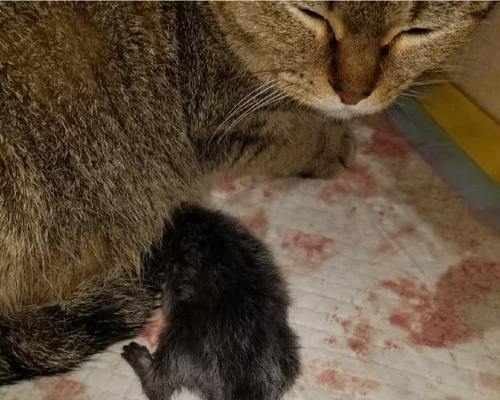 母猫产后护理指南（关注小猫健康）
