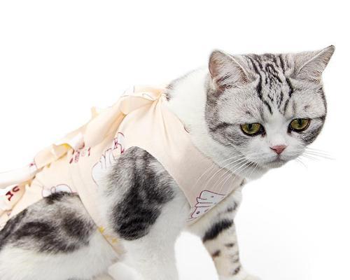母猫产血腥事件剖析（如何预防母猫生产过程中的意外情况）