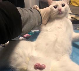宠物母猫做绝育的最佳时机（为何选择在母猫一岁前进行绝育手术）