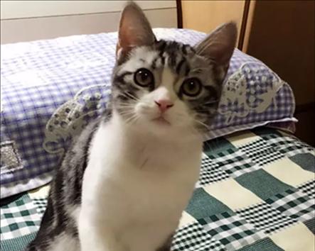 母猫舔小猫的原因（揭秘母猫舔小猫的心理和生理原因）
