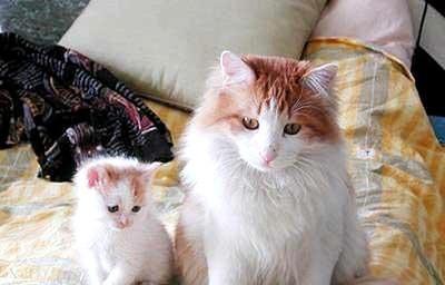 母猫为什么老是把小猫咬得一直叫（了解母猫的行为与心理）