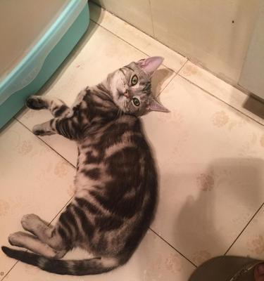 母猫咬断小猫尾巴，宠物饲养需谨慎（如何避免母猫咬断小猫尾巴）