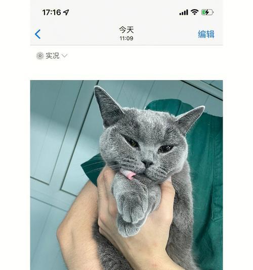 母猫为何咬破小猫脖子（探究母猫行为原因）