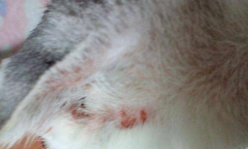 母猫患有猫癣，小猫该如何处理（宠物猫遭遇猫癣病情）