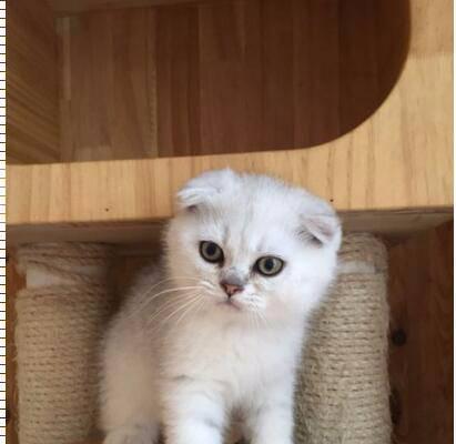 以母折耳猫和何种猫配种的猫才是理想宠物（探讨母折耳猫与其他猫种的优缺点）