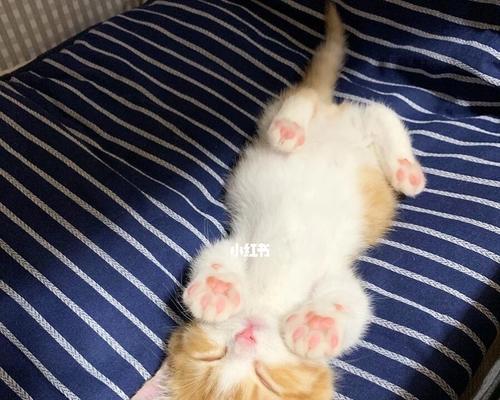 宠物奶猫的饮食营养需求（了解奶猫的营养需求）