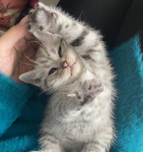 奶猫的家常饮食（让你的宠物健康成长）
