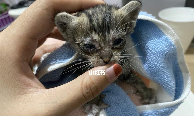 如何去除宠物身上的异味（以奶猫身上有味道为例）