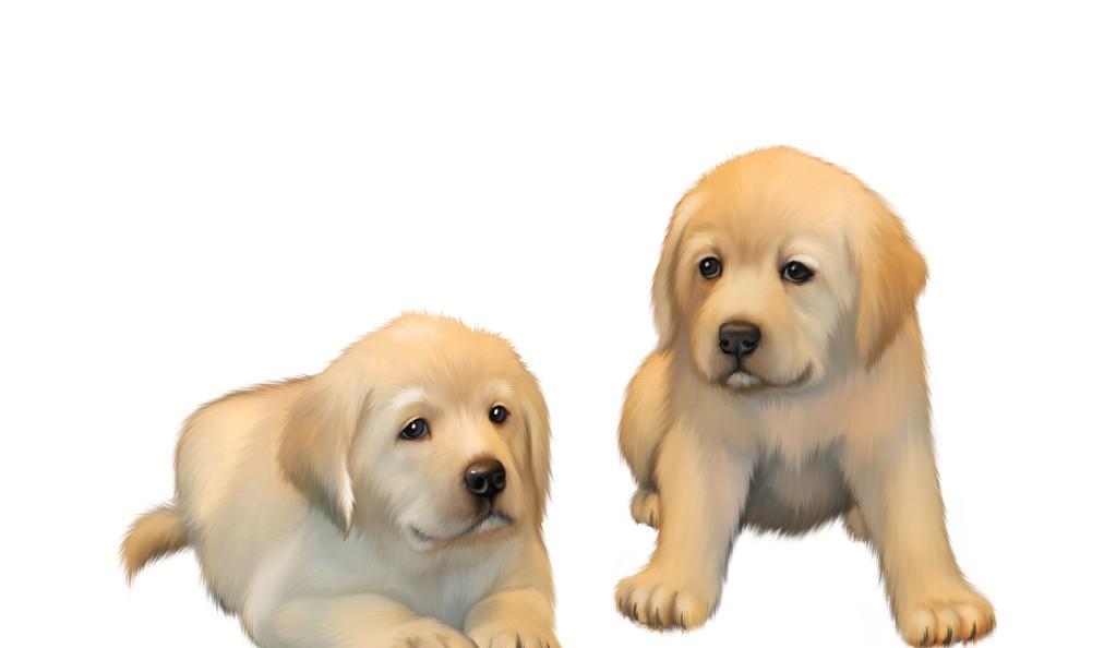 奶油黄拉布拉多幼犬的饲养（宠物爱好者必知的养犬宝典）
