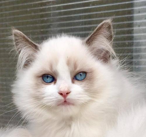TheCharmofMaleRagdollCatasaPet（AnOverviewofMaleRagdollCat'sPersonality,Traits,andCareTips）