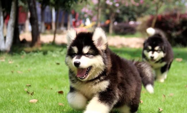 探寻内蒙古阿拉斯加犬的魅力（以宠物为主的大型犬种）