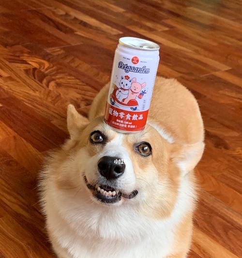 宠物喝酒有害无益（以能给狗狗喝酒会怎么样）