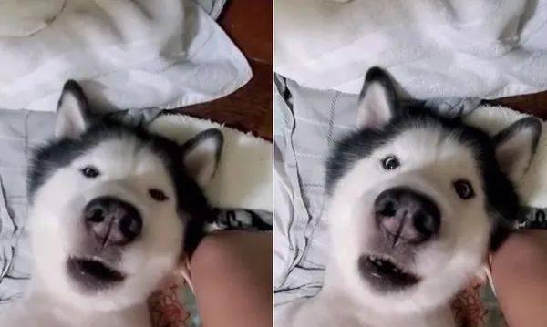 哈士奇的梦境（探索哈士奇的深度睡眠和不易被叫醒之谜）