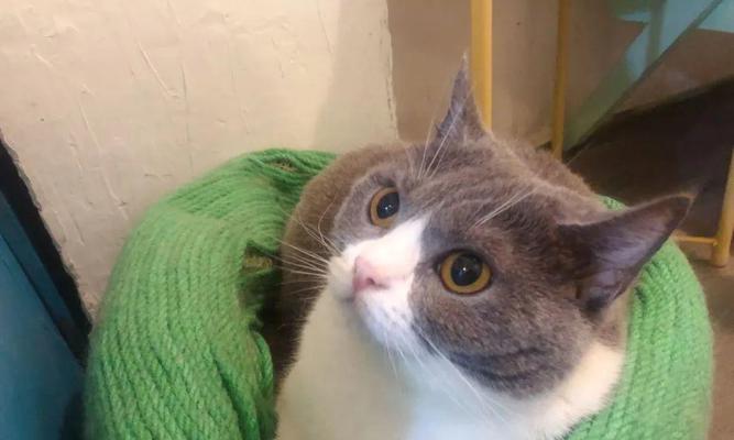 女生养猫的真相剖析（宠物猫的秘密生活）