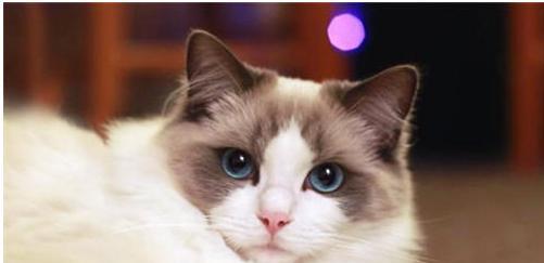 以诺亚幻想布偶猫——宠物界的百变“布偶”