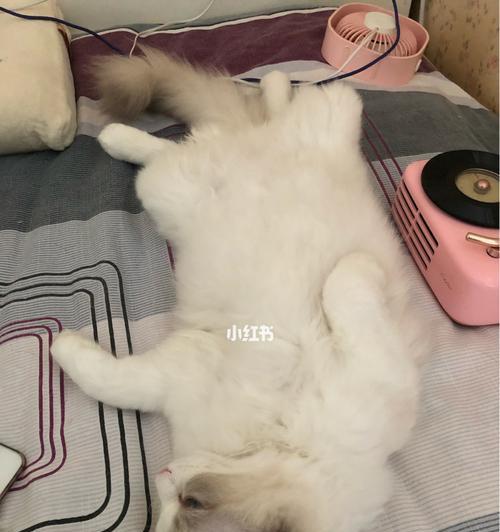 为什么拍猫咪屁股会让它起来（探究宠物行为学中的神奇现象）
