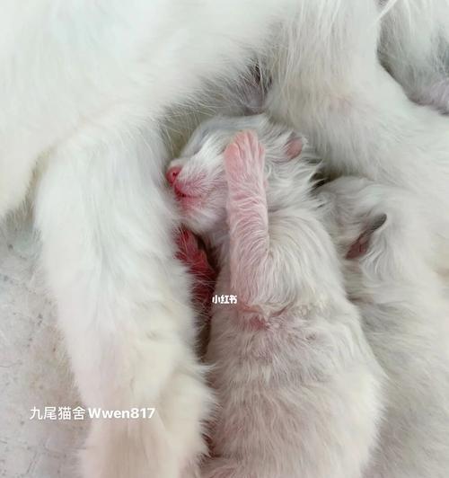 小猫喝不完的奶粉，如何处理（宠物主人必读的小猫奶粉管理秘籍）