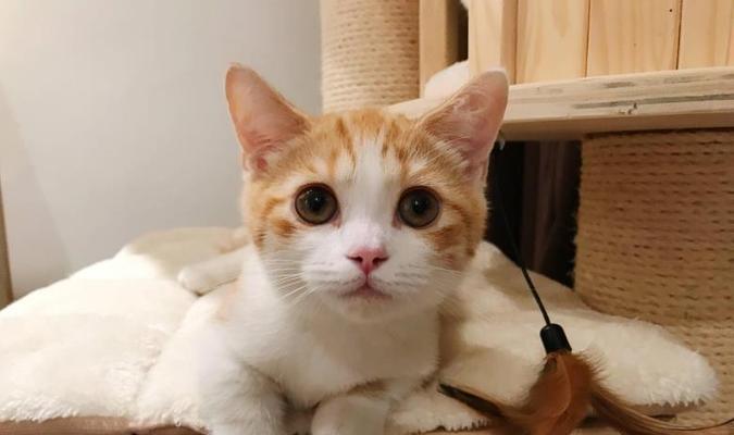 小猫喝不完的奶粉，如何处理（宠物主人必读的小猫奶粉管理秘籍）
