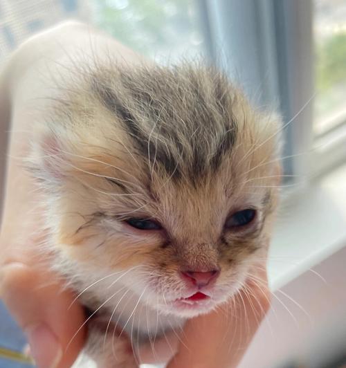 小猫喝不完的奶粉，如何处理（宠物主人必读的小猫奶粉管理秘籍）
