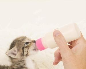 如何代替小猫奶瓶喂养幼猫（以宠物为主）