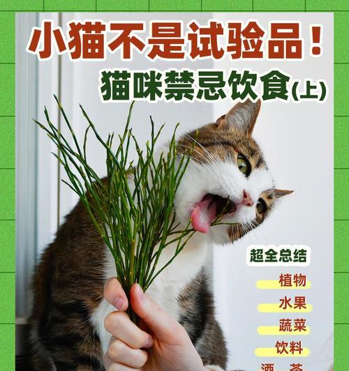 小猫能否吃妙鲜包（妙鲜包是否安全适合宠物食用）