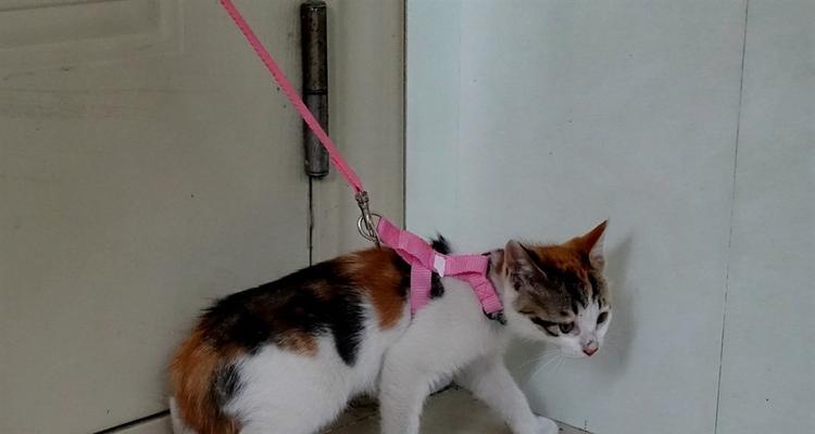 小猫能否用绳子（宠物的安全与注意事项）