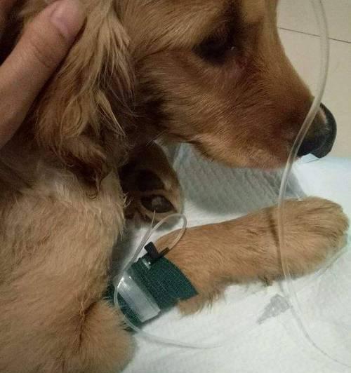 小猫的输液治疗（探究宠物输液的治疗效果与注意事项）