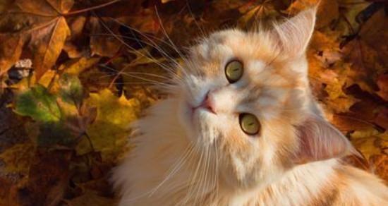 小猫的饮食探秘（宠物小猫吃什么）