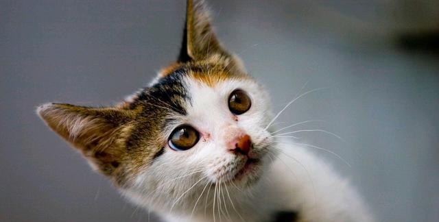小猫的饮食探秘（宠物小猫吃什么）
