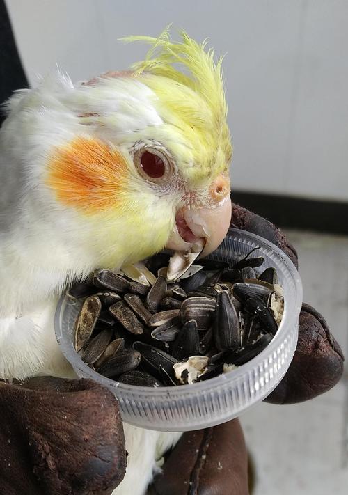 小猫可以吃瓜子仁吗（宠物饮食注意事项）