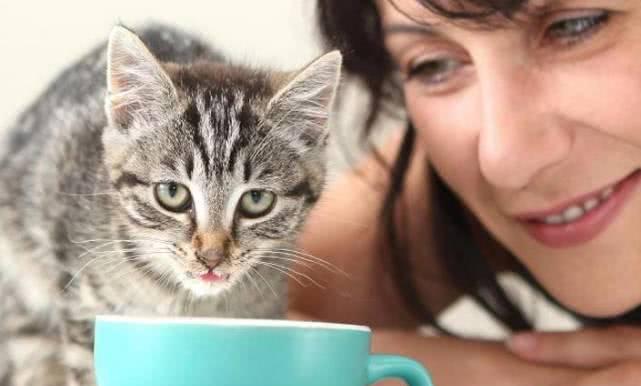 小猫竟然能吃这些（探究小猫能吃人吃的好处）