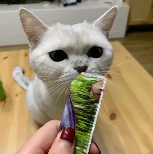 小猫能否喝麦片（宠物饮食的注意事项与建议）