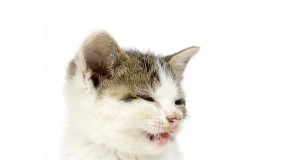 小猫偶尔打喷嚏正常吗（了解宠物喷嚏的原因及处理方法）