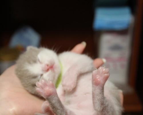 如何判断宠物小猫的排便是否正常（了解小猫的排便习惯）