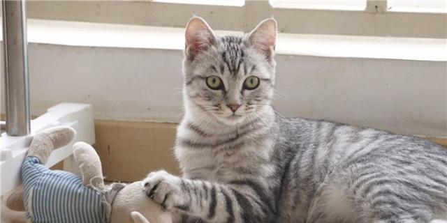 小猫跑出去怎么找到（宠物的安全问题及如何防范）
