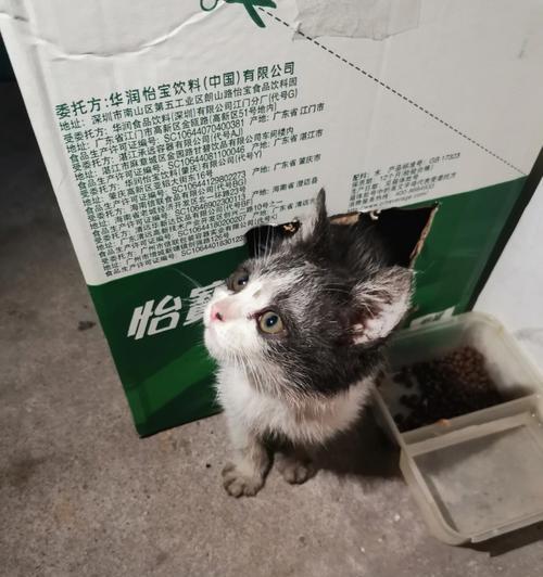 小猫跑出去怎么找到（宠物的安全问题及如何防范）