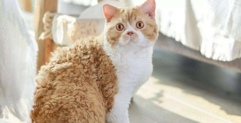 小猫欢快跳跃的世界（以宠物为主）