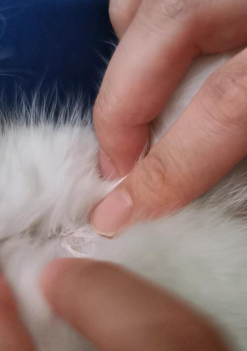小猫身上的疙瘩——如何判断和处理（宠物健康必知）