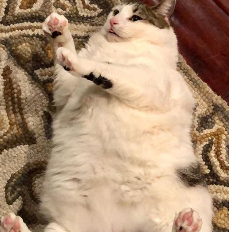 宠物小猫屁股红肿怎么办（避免宠物小猫屁股红肿的方法）