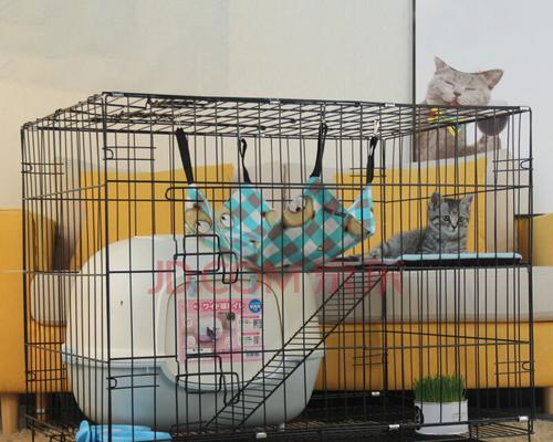 小猫的大冒险——逃离笼子的探险之旅（宠物小猫的第一天）