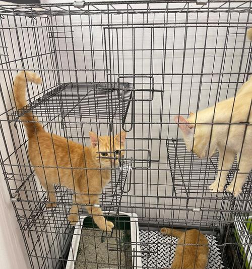 小猫的大冒险——逃离笼子的探险之旅（宠物小猫的第一天）
