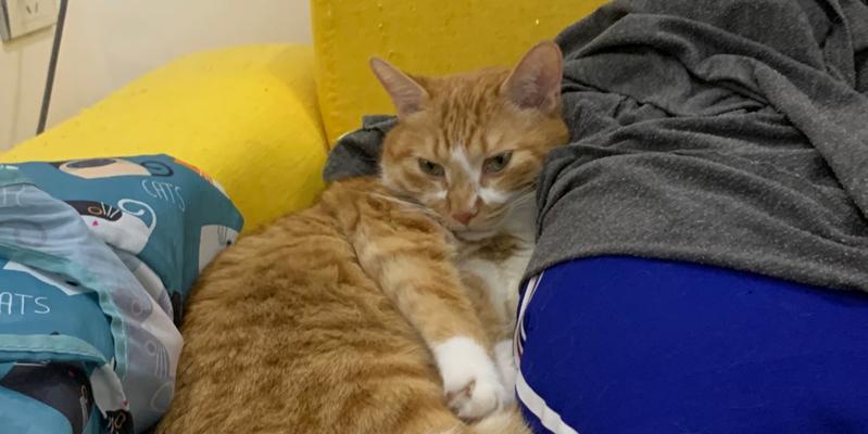 小猫频繁踩奶，该如何解决（掌握这些技巧）