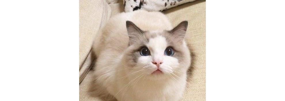 如何鉴别小猫品相（宠物猫品相的鉴定方法及技巧）