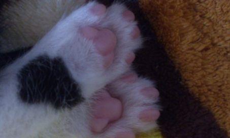 小猫前爪被夹，怎么救治（宠物主人必看）